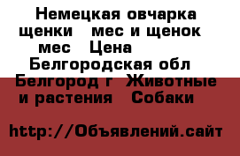 Немецкая овчарка щенки 3 мес и щенок 7 мес › Цена ­ 8 000 - Белгородская обл., Белгород г. Животные и растения » Собаки   